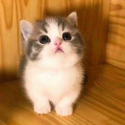 11airbening's profile picture. 