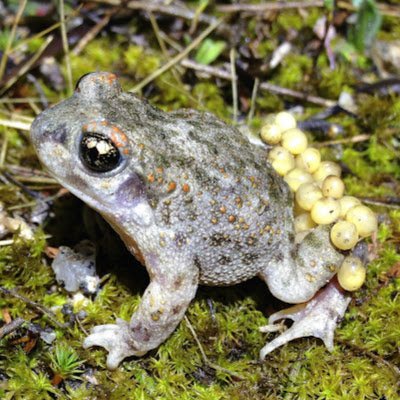 Researcher at the National Museum of Natural Sciences (MNCN-CSIC). Diversity and conservation of Iberian amphibians