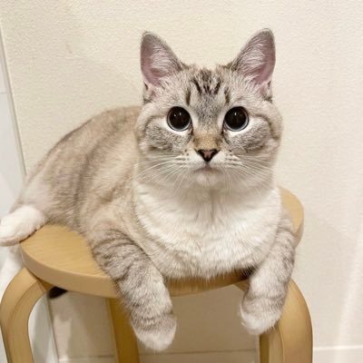 MooOoo55095159's profile picture. 7788