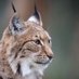 WarriorCat (@cat_worrior) Twitter profile photo WarriorCat (@cat_worrior) Twitter profile photo