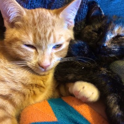 Rights Executive at The Marsh Agency. Feminist. She/Her. Cat mother to Luna and Apollo.