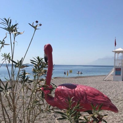 MalakAlharthi's profile picture. 