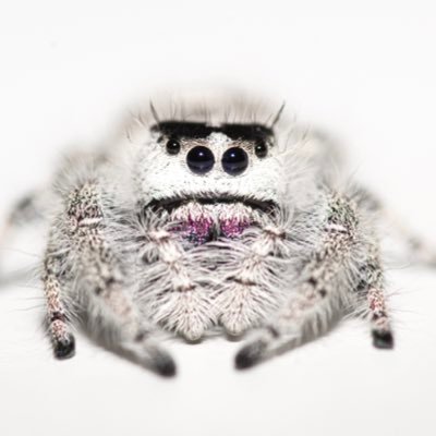 Invertebrate Hobbyists based in the UK specializing in Jumping Spiders in the Phidippus genus.  Find us on Facebook and Instagram @ Phenomenal Phids.