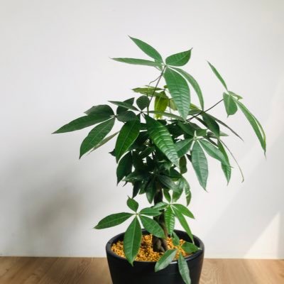 プログラミング勉強始めました。よろしくお願いします。 一日少しずつ、コツコツと。 無言フォロー失礼します。無言フォロー大歓迎です。長いメッセージのやりとり、できません。