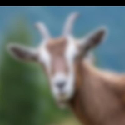 joebota10's profile picture. nothing interesting here