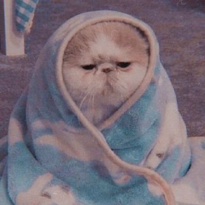 sofia_laurenzi's profile picture. 