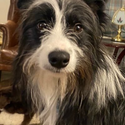 QualitativeVet's profile picture. Human aspects of veterinary medicine, highlighting qualitative research in vet med