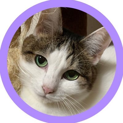 6にゃんこ キャラメル、杏、桃 、みつり(北欧猫)柏餅、さくら (保護猫)と過ごす毎日。鬱病で適応障害、不安神経症。さらにパニック障害持ちなのでほぼインドアですが、付き添いがいれば無敵の朧豆腐メンタル。割とヲタク。 鬼滅の刃沼に溺れて基本箱推しですが、おばみつ正義派。 心の支えはにゃんこたちとTHE GOOD-BYE。