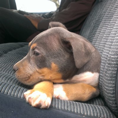 Salalimuhammad's profile picture. Gifted and kind