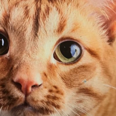 4loveofkitties's profile picture. If you love kitty cats as much as I do we can be friends 🐈‍⬛🐈🤷🏻‍♀️