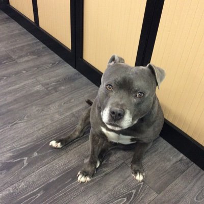 harv_ironlung's profile picture. 