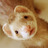 takechiyonoma's profile image