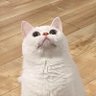 zoolsher's profile picture. Working at @rspack_dev @midscene_ai @lynxjs_org / DM for job opportunities