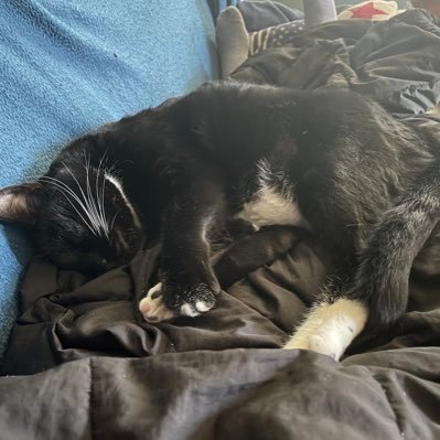cat bed...i shuffle backwards...... real crumb bum....Quarterback/Point guard at University of Phoenix $JimJam0813 Dude/bro no ma’am