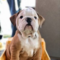 Serious Bulldog (@bradleyjjohnso1) 's Twitter Profile