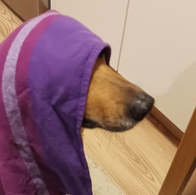 Tigerto98971956's profile picture. 