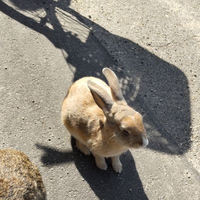 Taichi52883757's profile picture. 現実逃避の旅に出ます。

oecu【情報工学科】OB/
文化会本部　OB/
吹奏楽部門　元副部長/
ゲーム制作サークル　OB/
/よろしくお願いします( ｀・∀・´)ﾉﾖﾛｼｸ
フォローしてもらえるとうれしいです。

癒しbotかもしれない