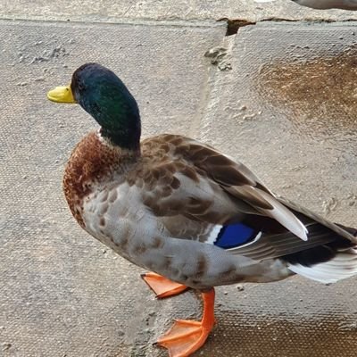 Ahearne Profile