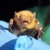 The Haase Lab 🦇 (@haaseecolab) Twitter profile photo The Haase Lab 🦇 (@haaseecolab) Twitter profile photo