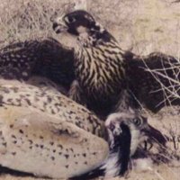 ᷂🇶🇦 (@r__of) 's Twitter Profile