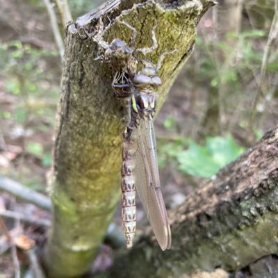 Orlofske Lab @uwparkside
Invertebrate Zoology, Entomology, Ecology, Aquatic Entomology, Conservation Biology, Parasitology, Undergraduate Research.