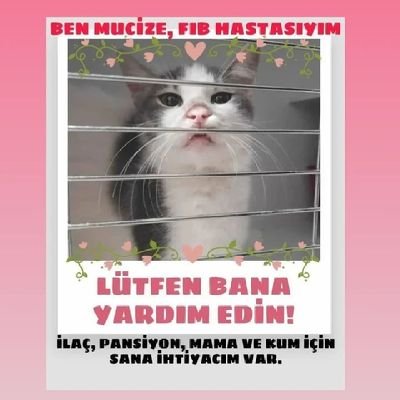 Ölümcül Kuru fip hastası mucizenin yaşaması için desteklerinize ihtiyacımız var. Lütfen görmezden gelmeyin🙏🏻
İnstagram: fipsavascisimucize17
