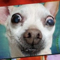 carlisle (@carlisledavinci) 's Twitter Profile