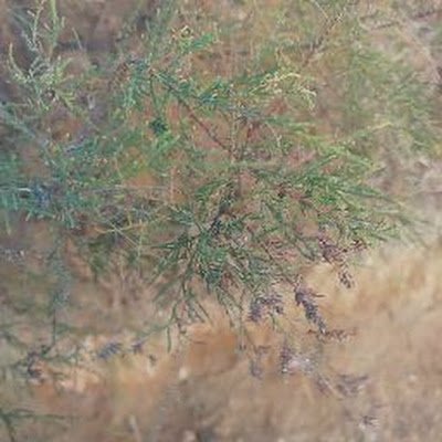 qili35453850's profile picture. 