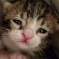 Eve (@elopezsj) 's Twitter Profile