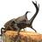 maca___maca's profile image
