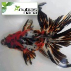 AyaNishiki's profile picture. アクアリスト　金魚、水草、グッピーやってます。アクアなつぶやきが多めの方を中心にフォローさせてもらってます。