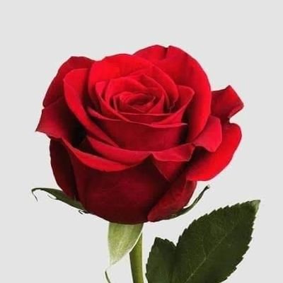 BadarShahzada's profile picture. 