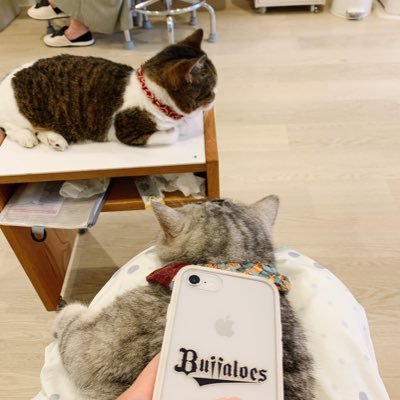 Yu_u_u_ki7's profile picture. オリックスバファローズアカウント🐃/無言フォローすみません🙇‍♂️/猛牛ファン7年目(内えせ3年)/(投)大弥たじー(野)Tさん福ちゃんwゆーま推し/ド出現低め📣ベースボールLive中継時つぶやきアカウント/緑地線ユーザ/応援に向かう🐃ファンを応援(心の中で)🎉