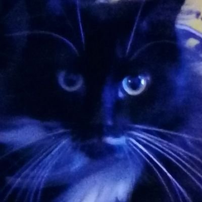 35 mum to 1, cat mum to 1, cat lover, love impractical jokers & anything horror mostly zombies & love reading and watching anything to do with marvel and dc