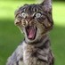 cats are awesome (@catsareawesome1) Twitter profile photo cats are awesome (@catsareawesome1) Twitter profile photo