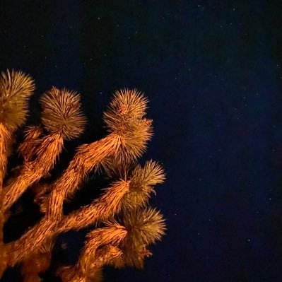 sirius4419's profile picture. 