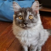 It'smenotyou (@smenotyou_it) 's Twitter Profile