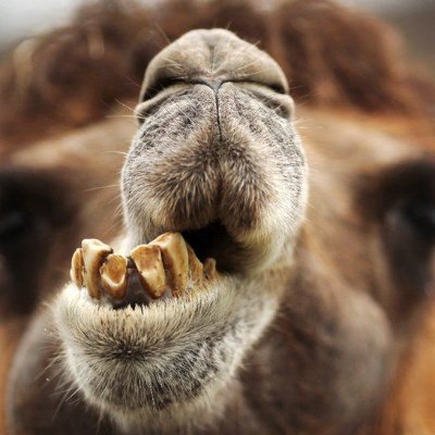 I'm a qt so are you ;) Camels are cool and chickns are too :)