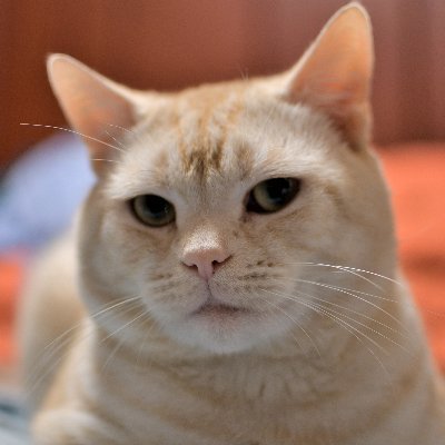 写真を撮ることを趣味にしている おいさんです。
こちらではネコの写真を投稿しています。
他にも
乗り物・スナップ・グルメはこちら→またたび 新1号 @TUg74anIbYyk8H7
都市風景はこちら→またたび V3 @Syasya2014V3
で投稿しています。
よろしくお願いいたします。