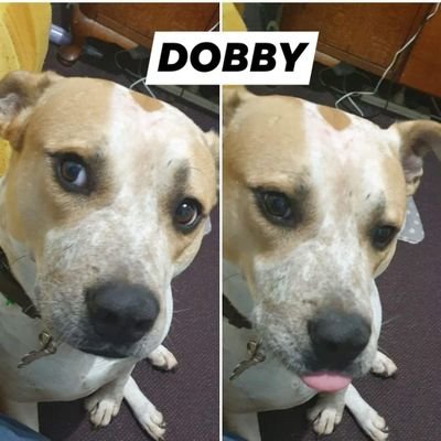 HI MY NAME IS DOBBY I WAS A RECUSE DOG 🐕 I FOUND MY NEW HOME IN APRIL LAST YEAR WITH MY LOVING FAMILY I ONLY WANT DOGS AND OTHER ANIMALS TO FOLLOW ME ☮❤🐾