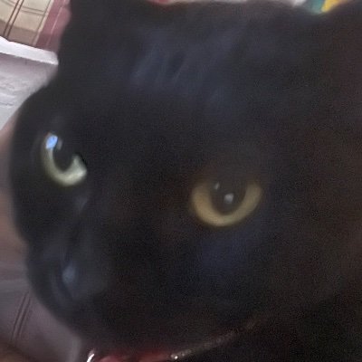 18dbzstar's profile picture. Cat lady living in LA