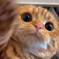 Jüde (@oobimeow) 's Twitter Profile
