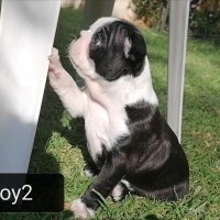 Sheba (@shebacandy) Twitter profile photo