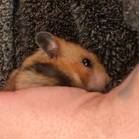 Wee Pip (@colinmachamster) 's Twitter Profile
