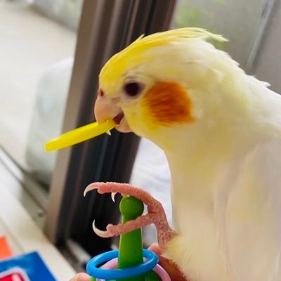 2021年9月オカメインコ🌼ひより 🌼2022年9月アキクサインコ🌸ほのか🌸2024年1月キガシラインコ🌹こはく🌹をお迎えしました･*..｡.:*･'(*ﾟ▽ﾟ*)'･*:.｡. 🌿趣味🌿二胡・ウクレレ・観る将棋✨無言フォロー失礼致します 🙇‍♀️💦💦