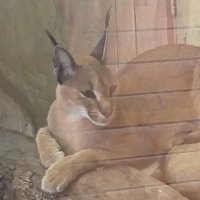 Русский базированный гигашлёпа с бородой (@alexzap14) 's Twitter Profile