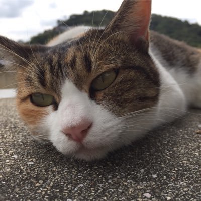 FP長野初日ライブ初参戦、‘18カウコン生配信を観てP.T.A.に入会/PENTATONIX東京国際フォーラム’20参戦