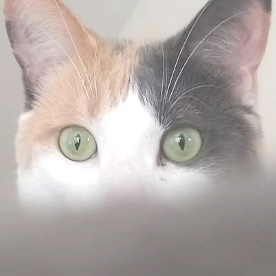 8stringbandit's profile picture. Lung & Brain Cancer Fighter👊🏼 Smartass • Devoted ailurophile •Fuck the Right🖕🏼• Hack musician/songwriter • #TeamWoof #Vaxxed #FuckCancer