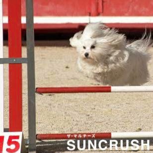 the_maltese4's profile picture. 元DOG HAIR DRESSERS太田朝子率いるギターポップバンド guitar pop , power pop , japaneseindie Asako(g,vo)&Natsuki(dr)&Yuki(ba)&Tsubasa(g) ◆@asako_guitarpop ◆@nachan_taiko