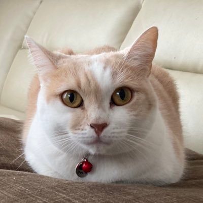 おてんば立ち耳スコティッシュフォールド♀のモカ(2018年8月9日生まれ) 、よくブチ切れするブリティッシュショートヘア♀のビビ(2023年2月11日生まれ)、たまに2020年12月にお空に行ったキジトラ♀の